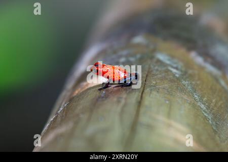 Strawberry Poison-Dart Frog trovata nelle foreste pluviali della Costa Rica. Si nutre di piccoli insetti e acari. Conosciuta per i suoi colori vivaci e la pelle tossica, com Foto Stock