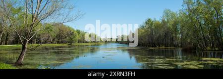 Brazos Bend State Park, Texas Foto Stock