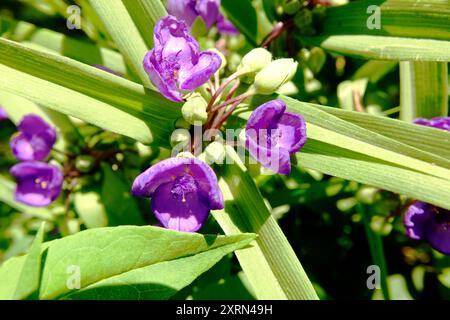 Splendidi fiori viola emergono da foglie verdi vibranti in un giardino, illuminato dalla calda luce del sole a metà primavera. Foto Stock