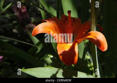 Un vivace giglio di tigre arancione mostra i suoi petali unici tra lussureggianti foglie verdi in un giardino soleggiato. Foto Stock