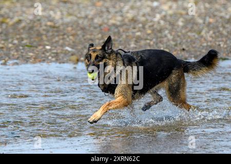 Un pastore tedesco corre attraverso un ruscello poco profondo con una palla da tennis in bocca. L'acqua si spruzza dai suoi piedi, dietro la spiaggia rocciosa. Foto Stock