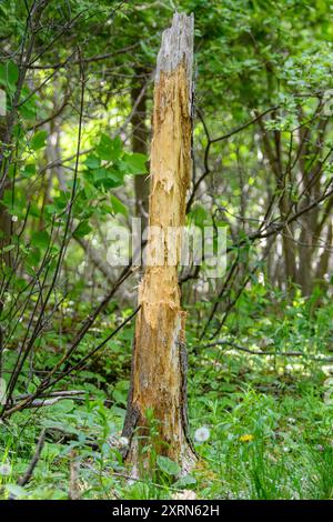 Un tronco di albero morto che è stato masticato da un animale, forse un castoro. Foto Stock