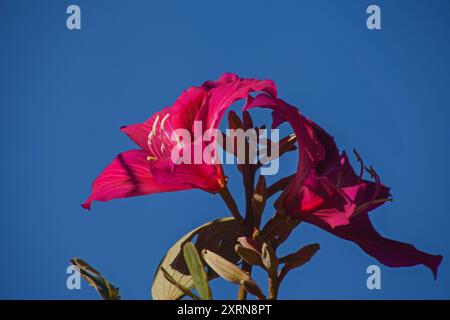 Butterfly Orchid Tree Bauhinia purpurea 14573 Foto Stock