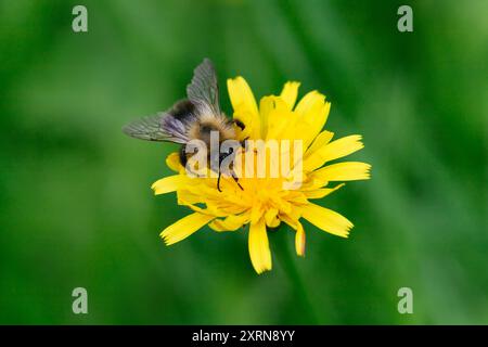bumblebee a righe peloso si trova su un falco fiorito giallo autunnale su uno sfondo verde. Foto Stock