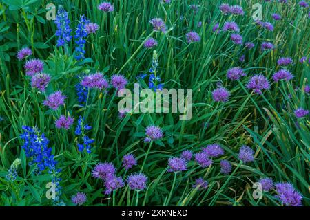 Cipolla selvatica, Lupin, Carson-Iceberg Wilderness, Stanislaus National Forest, Sierra Nevada, California Foto Stock