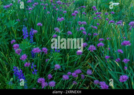 Cipolla selvatica, Lupin, Carson-Iceberg Wilderness, Stanislaus National Forest, Sierra Nevada, California Foto Stock