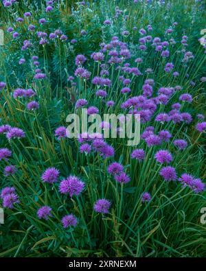 Wild Onion, Carson-Iceberg Wilderness, Stanislaus National Forest, Sierra Nevada, California Foto Stock