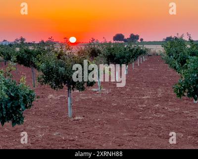 Vivi l'incanto dell'ora d'oro in un vasto campo di pistacchi. Osserva il caldo bagliore del sole che illumina il paesaggio mentre si innalza. Foto Stock