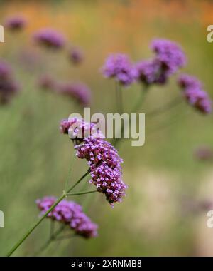 Alti fiori di verbena viola adatti agli insetti fotografati in estate al giardino RHS Wisley, Surrey, Regno Unito Foto Stock