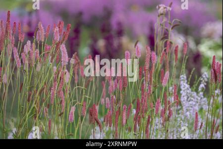 Splendidi e colorati confini perenni misti con fiori rosa Sanguisorba, disegnati da Piet Oudolf, presso il giardino RHS Wisley, Surrey UK. Foto Stock