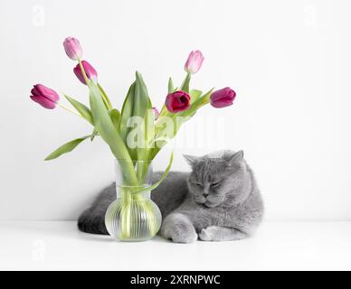 Gatto shorthair grigio britannico dorme su un tavolo con bouquet di tulipani. Gatto dormiente con fiori su sfondo bianco. Foto Stock
