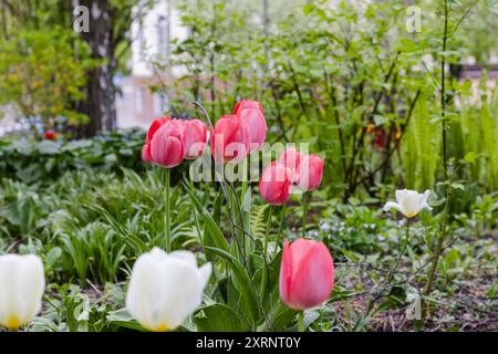 Fiore bulbo che fiorisce ogni anno ad aprile, tulipani rosa bianchi dai colori molto vivaci Foto Stock