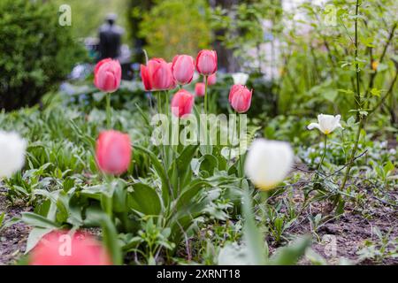 Fiore bulbo che fiorisce ogni anno ad aprile, tulipani rosa bianchi dai colori molto vivaci Foto Stock