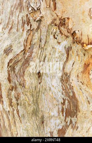 Corteccia di carta sfondo astratto gomma albero arte della natura fatto in Australia. Foto Stock