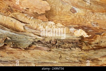 Corteccia di carta sfondo astratto gomma albero arte della natura fatto in Australia. Foto Stock