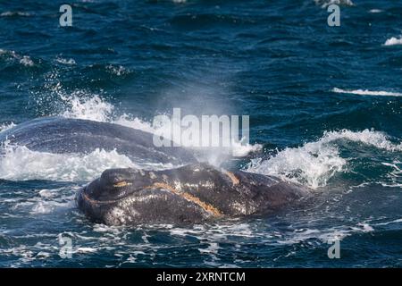 Balena destra meridionale (Eubalaena australis) madre e vitello vicino alla barca per l'avvistamento delle balene a Puerto Pyramides, Argentina. Foto Stock