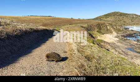 Un'echidna nativa australiana nella natura selvaggia lungo l'Heysen Trail sulla penisola di Fleurieu nell'Australia meridionale Foto Stock