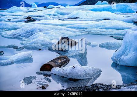 Un pezzo di betulla intrappolato nel ghiaccio del ghiacciaio Knik in Alaska Foto Stock