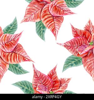 Motivo Poinsettia senza cuciture. Illustrazione acquerello isolata su bianco. Natale, cartoline di Capodanno, copertine, carta da imballaggio, tessuti, carta da parati, etichette Foto Stock