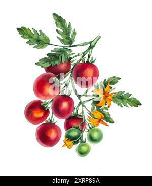 Pomodoro ciliegia acquerello. Ramo di pomodoro disegnato a mano con pomodoro verde e fiori isolati. Pianta di pomodoro acquerello per la progettazione di alimenti, tessili, tessuti Foto Stock