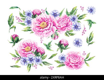 Set bouquet di peonie rosa acquerello. Fiori disegnati a mano che fioriscono con petali, gemme e foglie. Set floreale di peonie con cicoria per il design del matrimonio Foto Stock