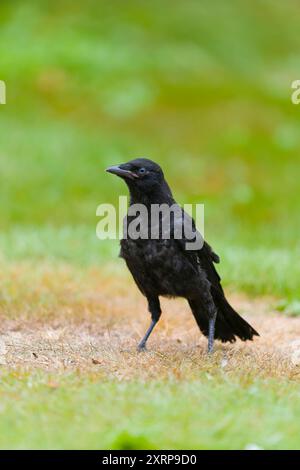 Corvo di Carrion Corvus corone, giovane in piedi sull'erba, Suffolk, Inghilterra, agosto Foto Stock