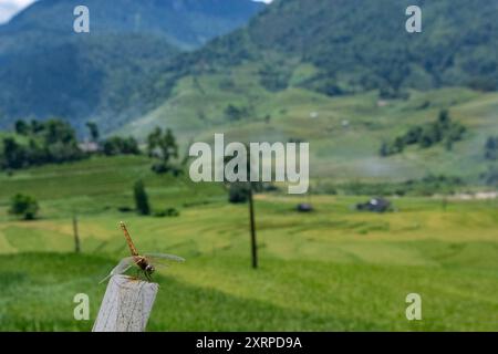 Lybelle sul bastone di legno, sullo sfondo: Paesaggio con campi terrazzati di riso verde e giallo e cielo nuvoloso vicino a Sapa nel nord del Vietnam Foto Stock