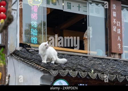 Suzhou, Cina - 11 giugno 2024: Un gatto bianco siede su un tetto piastrellato a Suzhou, in Cina, con un gatto nero che dorme sotto. Foto Stock