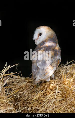 Un ritratto ravvicinato di un gufo di fienile, Tyto alba. È appollaiato su balle di paglia e guarda lateralmente. Ha uno sfondo scuro con spazio per la copia Foto Stock