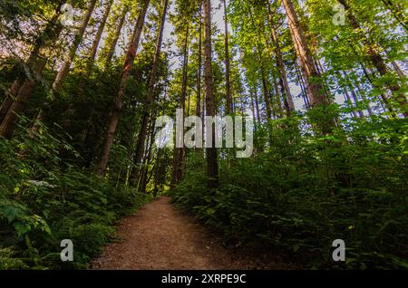 Un sentiero per passeggiate attraverso una folta pineta Foto Stock