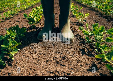 Lavoratore agricolo in piedi nella piantagione di soia, con vista ad angolo basso e messa a fuoco selettiva Foto Stock