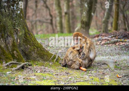 Due scimmie di Barberia si stringono alla base di un albero, una tiene un pezzo di carota arancione, all'Affenberg Salem a Salem, in Germania. Foto Stock