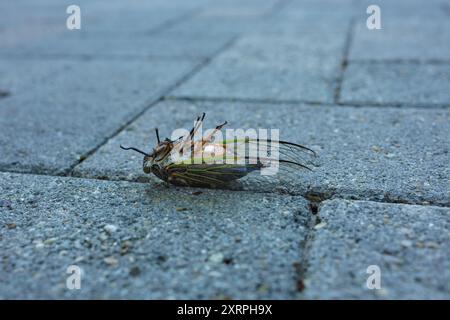 Un primo piano di una cicada morta che riposa a faccia in su su di una superficie grossolana in mattoni rivela le sue ali dettagliate e delicate. Foto Stock