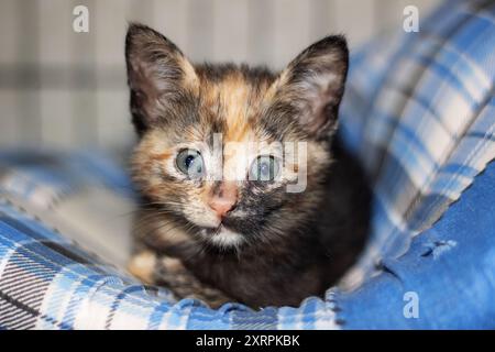 Un affascinante gattino calico con gli occhi azzurri si stende comodamente su un'intima coperta a quadri, godendosi i suoi dintorni Foto Stock