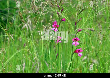 Il selvaggio gladiolus (Gladiolus illyricus) tra le erbe Foto Stock