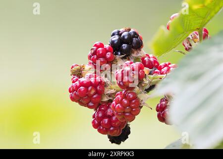 more selvatiche vibranti e succose, appena raccolte dalla natura, perfette per cibi biologici e naturali Foto Stock