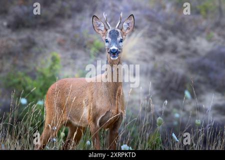 Giovani curiosi caprioli buck in habitat naturale (Capreolus capreolus) Foto Stock