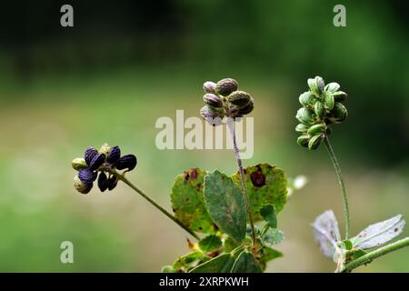 Semi medick neri (Medicago lupulina) Foto Stock