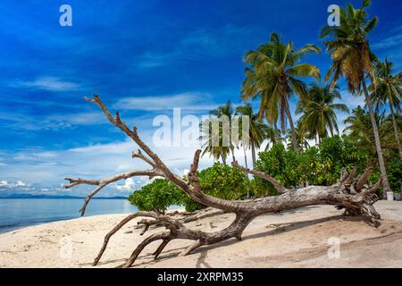 Kalanggaman Island Beach, Malapascua, Cebu, Filippine Foto Stock