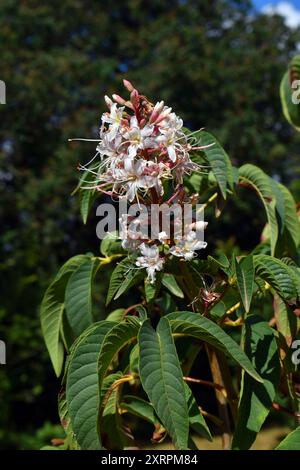 Foglie e fiori di castagno della California (Aesculus californica) Foto Stock