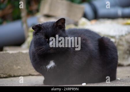 Gatto randagio nero seduto in mezzo alla strada, a fare un pisolino Foto Stock