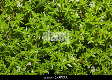 Crassula helmsii (palude stonecrop) era originariamente confinata in Australia e nuova Zelanda, ma ora introdotta in tutto il mondo e può essere invasiva. Foto Stock