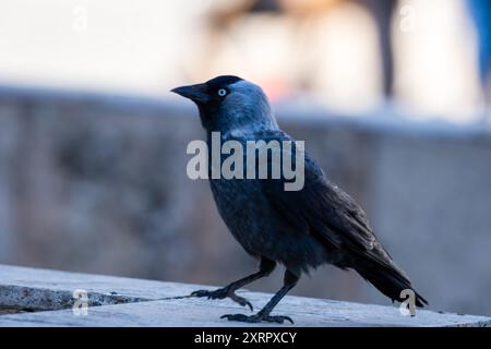 Primo piano di uno jackdaw occidentale, corvus monedula, jackdaw eurasiatico Foto Stock