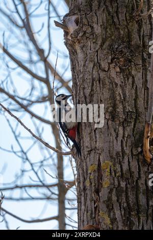 Il grande picchio maculato (Dendrocopos Major) picchiava sugli alberi, cercando cibo Foto Stock
