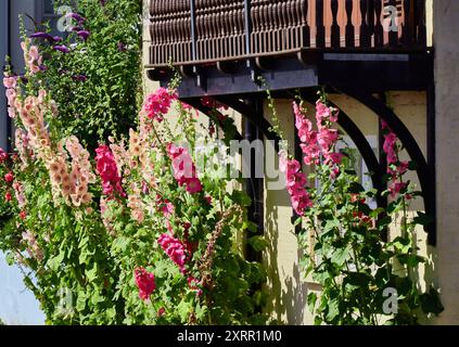 Hollyhocks cresce contro una casa con balcone in legno ad Aldeburgh, Suffolk, Regno Unito Foto Stock