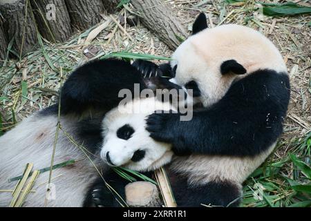 Singapore - 29 ottobre 2023: Il primo panda gigante di Singapore le le le che gioca con la madre Jia Jia a River Wonders, prima di tornare in Cina a gennaio. Foto Stock