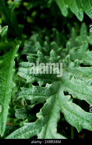 Foglie di erbe verdi vivaci e frastagliate Foto Stock