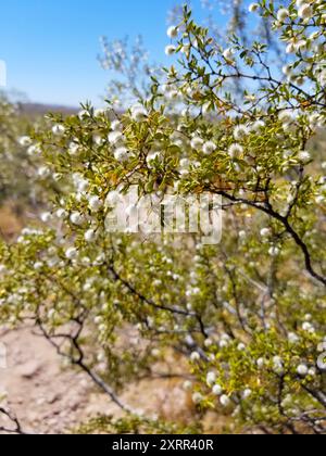 Creosoto sfuocato Bush nel deserto con cielo blu Foto Stock