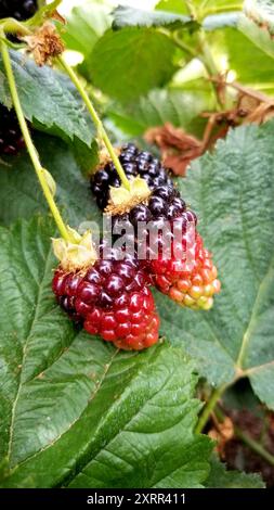 Blackberries Ombre lucide che maturano sulla vite Foto Stock