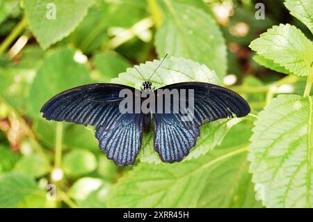 Farfalla nera Papilio Memnon ad ala aperta su foglie verdi Foto Stock